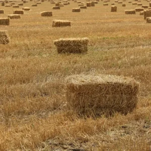Hay